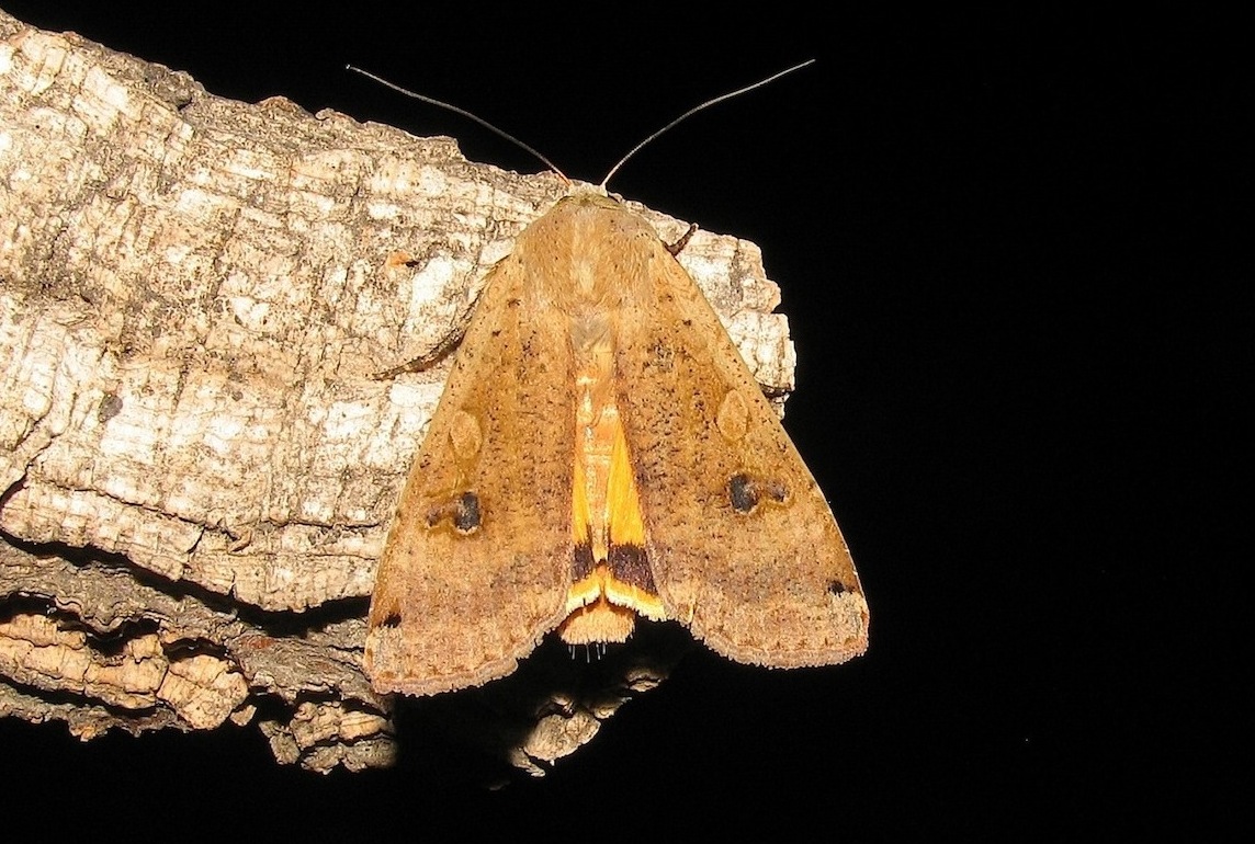 Noctua pronuba (Linnaeus, 1758)